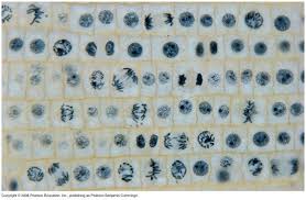 Plant cell mitosis and meiosis. Pin On Painting Inspiration