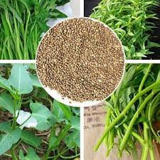 Thai Water Spinach Kangkong Vegetable Seeds Heirloom Organic Swamp Cabbage Campo