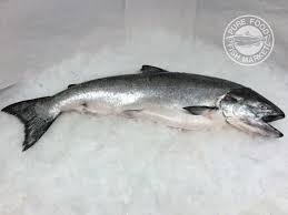 Browse 1,185 king salmon stock photos and images available, or search for sockeye salmon or coho salmon to find more great stock photos and pictures. Buy Fresh Whole Alaskan King Salmon 19 20 Lbs Online Pure Food Fish Market
