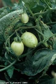 Image result for tomato seedling pseudomonas syringae pv tomato symptoms