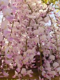 We are planning to buy a pink ice wisteria for another one of the posts. Wisteria Floribunda Honbeni Pink Ice Japanese Wisteria Wisteria Tree Wisteria Plants