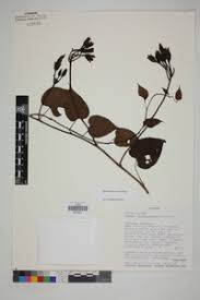 Image result for Ipomoea chloroneura