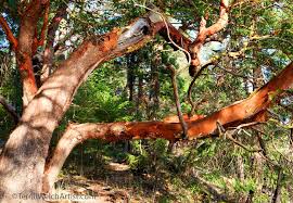 「arbutus tree」の画像検索結果