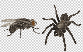 Насекомое паук муха членистоногая нога пчела, проблема, животные, борьба с  вредителями, животное png | Klipartz
