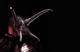 Maybe you would like to learn more about one of these? Slow Slimy And Surprising New Zealand Geographic