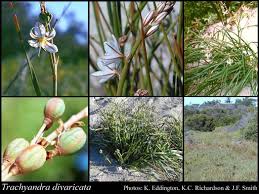 Image result for Trachyandra