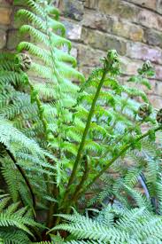 Image result for Dryopteris antarctica