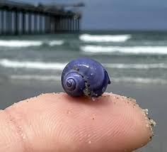 Image result for Chenolea