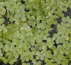 Image result for Lemna