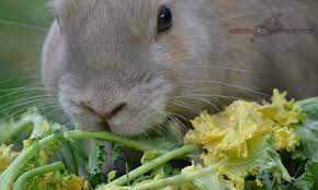 It is one of the leafy greens that rabbits eat. Rabbit Feeding Northwood Animal Hospital