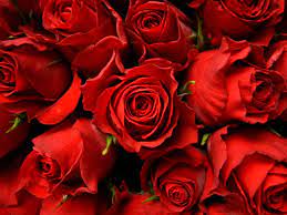 Just Red Roses Red Rose Pictures Red Roses Background Rose Color Meanings