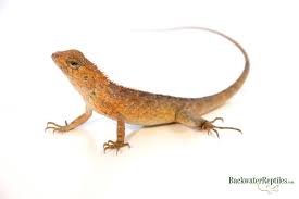 My neighbour often sees one in her garden. Calote Lizard Care