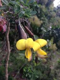 Image result for Crotalaria capensis