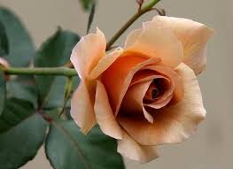 All this time it was owned by wedding flowers by julia rose, it was hosted by oso grande ip services llc. Julia S Rose Rose Photo Rose Flower Tattoos Beautiful Rose Flowers Rose Reference