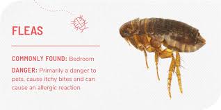 Maybe you would like to learn more about one of these? 10 Household Bugs And Natural Remedies For Ridding Them Apartmentguide Com
