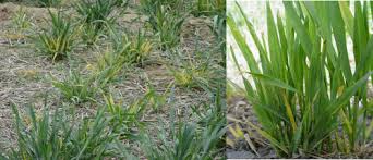 Image result for Rhynchosia micrantha