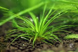 Image result for Eriocaulon schimperi