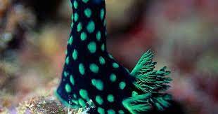 نيمبروثا كريستاتا الباكا البحر nembrotha cristata the alpaca of the sea الالباكا حيوان ثدييى ذو حافر من فصيلة الجمليات يعيش sea slug animals slugs