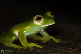 4.they (to talk) about something when i (to come) up to them. The Rainy Season Part 1 Glass Frogs Adopteer Regenwoud