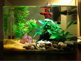 2 5 Gallon Betta Tank Betta Fish Tank Betta Tank Betta Fish