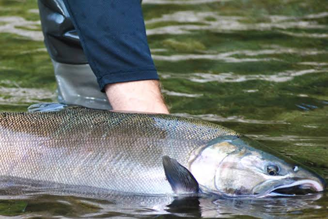 Image result for Salmon Fishing Tips"