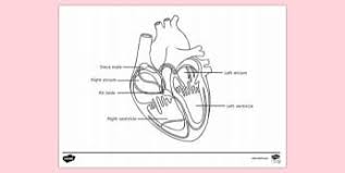 511.46 kb, 1400 x 1820. Anatomy And Physiology Colouring Page