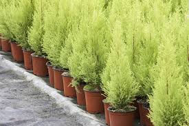Valuable Tips On How To Care For A Lemon Cypress Tree Lemon Cypress Trees To Plant Cypress Plant