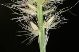 Image result for Cenchrus macrourus