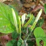 Image result for Anisotes