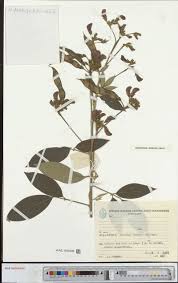 Image result for Secamone punctulata