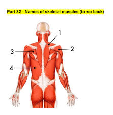 Most skeletal muscles have names that describe some feature of the muscle. Names Of Skeletal Muscles Torso Back Diagram Quizlet