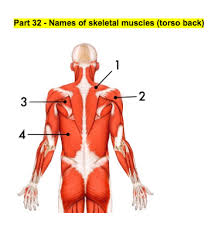 Out of these, the cookies that are categorized as necessary are stored on your browser as they are essential for the working of basic functionalities of the website. Names Of Skeletal Muscles Torso Back Diagram Quizlet