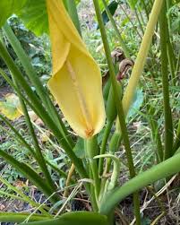 里芋 の 花 写真