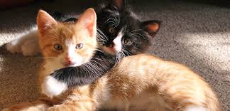 I or she may smell something or someone that has been on your bed & doesn't like it or them. Urine Marking In Cats Aspca