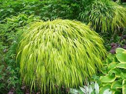 Growing Forest Grass Tips On Caring For Japanese Forest Grasses Shade Grass Ornamental Grasses Best Perennials For Shade