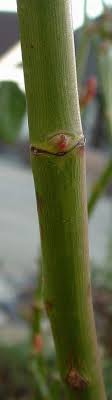 9 Flohbekampfung Ideen Flohbefall Insektenstich Floh Schneiden sie grundsätzlich auf ein nach außen zeigendes rosenauge. pinterest