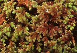 Image result for Azolla pinnata