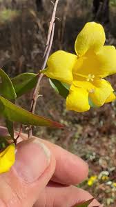 Image result for Gelsemiaceae