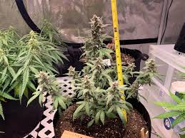 3.9 out of 5 stars 746. Grew My Last Blackberry Auto Seed From Fastbuds Autoflowers