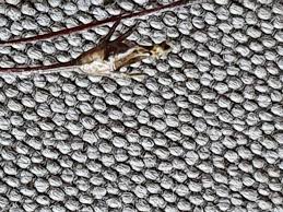 Image result for Wahlenbergia capillacea