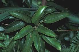Image result for Ficus tremula