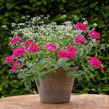 Image result for Euphorbia graminea