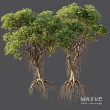 Image result for Avicennia marina