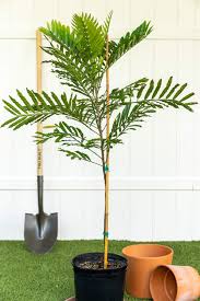 Image result for Filicium decipiens