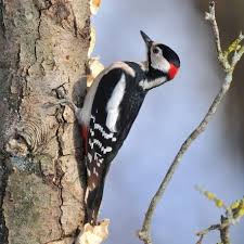 Epingle Sur Oiseaux Chez Farmili