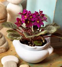 Maybe you would like to learn more about one of these? 10 Top Flowering Houseplants Midwest Living