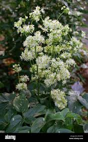 Image result for Anthericaceae