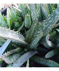 Image result for Aloe cameronii × christianii