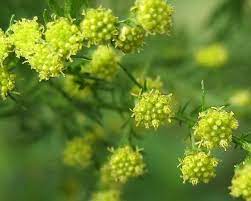 Bylica może być wykorzystywana w domowym leczeniu wielu chorób pokarmowych. Artemizyna Artemisia Annua Bylica Roczna Niesamowite Ziolo