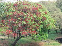 Image result for Schotia brachypetala